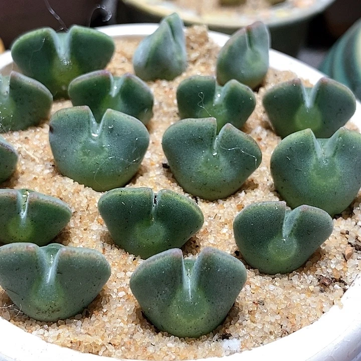 10520矮体姬空蝉一颗。