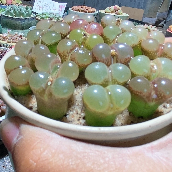 单头粉红少女一颗。 买3送1