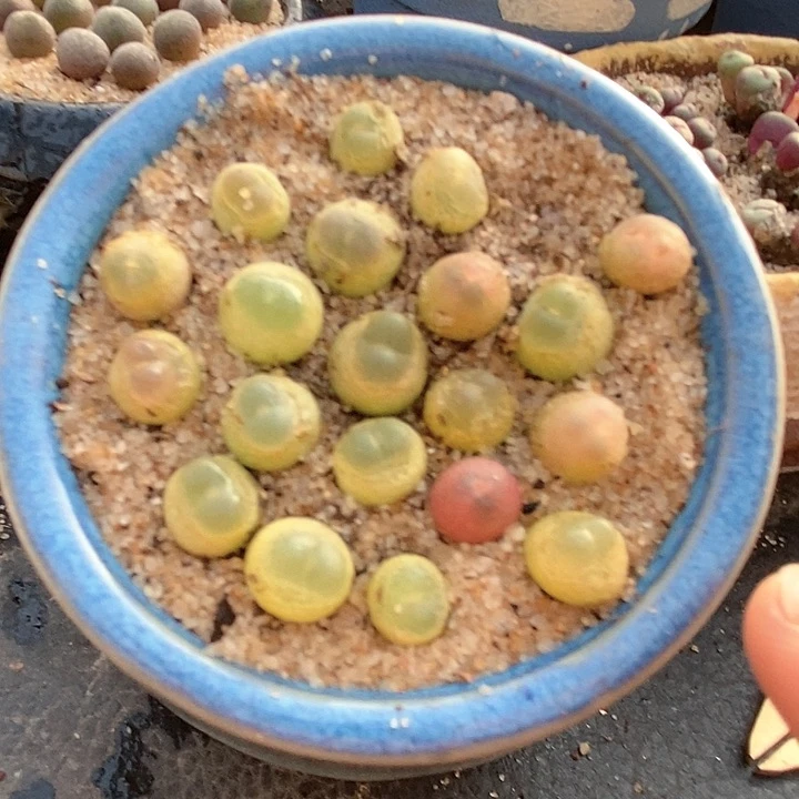 29519小拉登一颗。