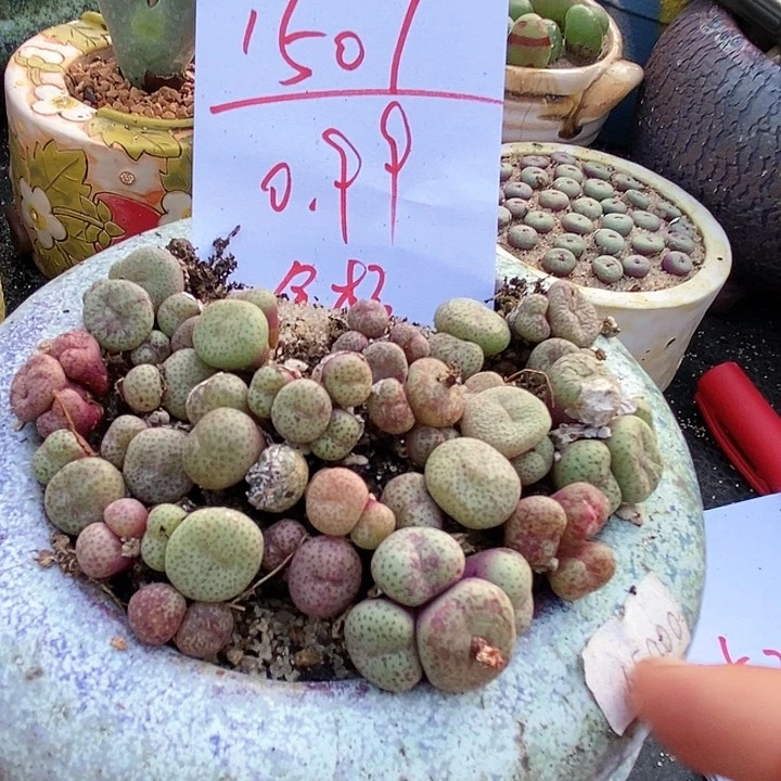 1507双头金桔一颗。