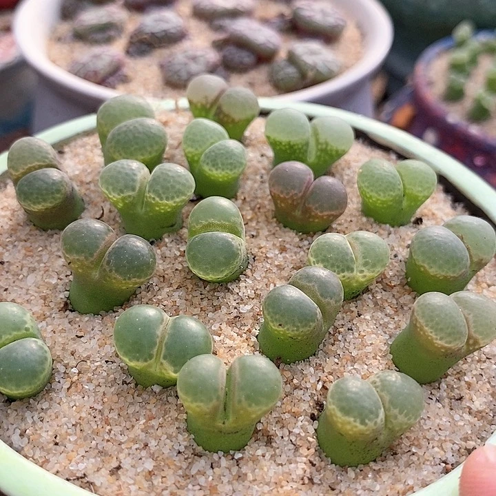 23583樱花风铃3个