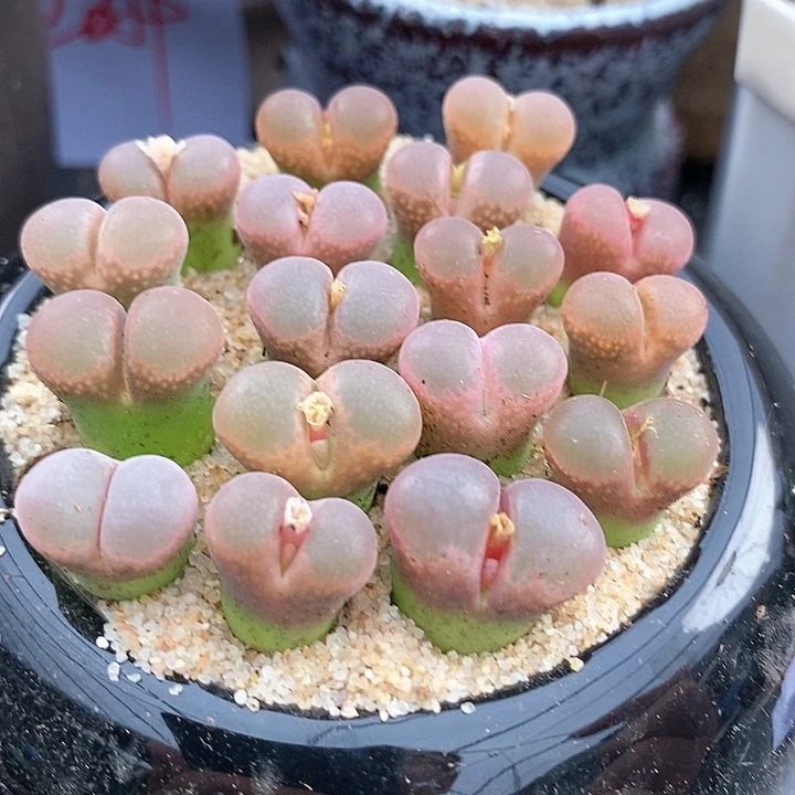 18511日系红网格一颗。