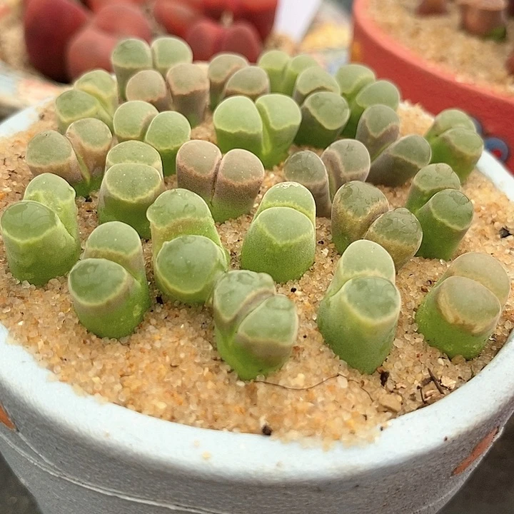 17508极窗风铃一颗买2送1