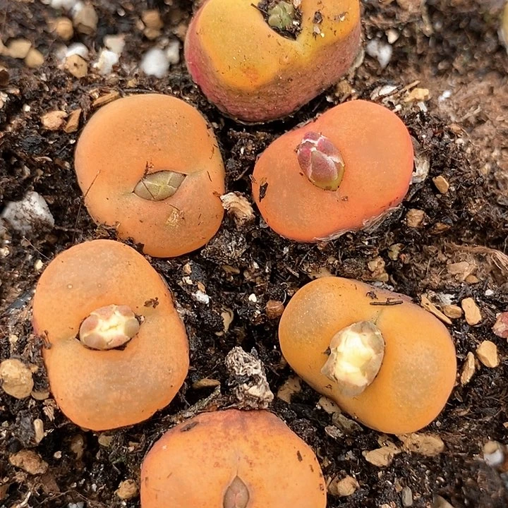 21536水蜜桃一组3颗