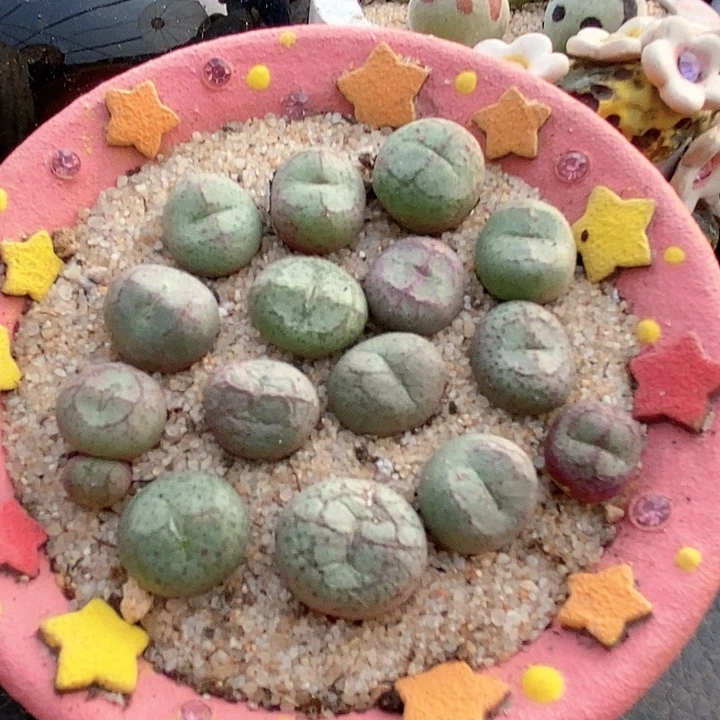 单头猴子一组两颗。