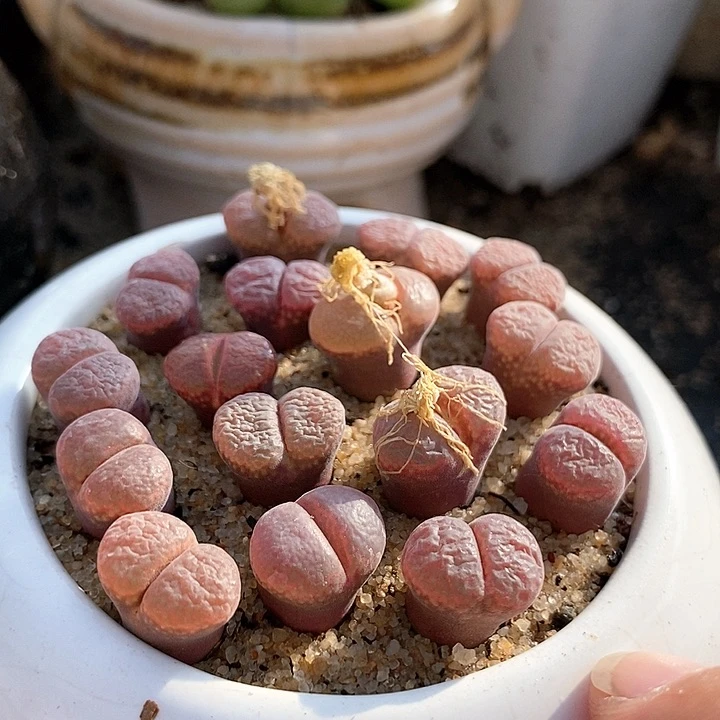 22536风铃c10一颗样本