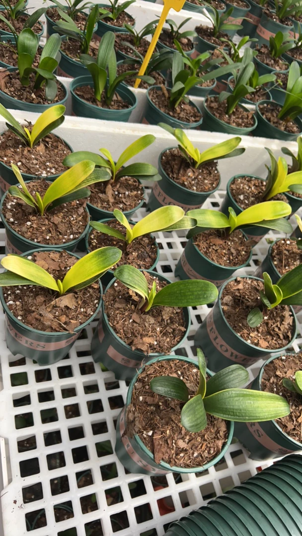 霖霖花卉新播福利佛光