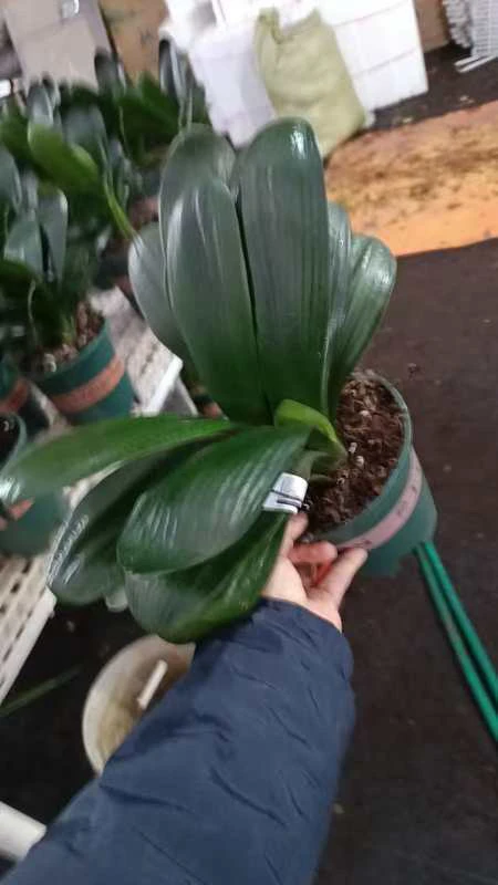 君子兰福利2颗栽一盆3年花