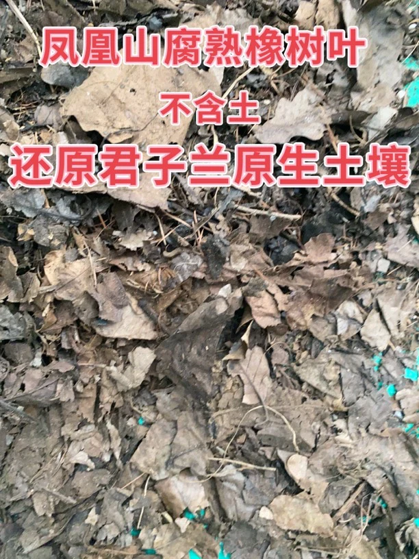 君子兰腐叶土专用土5斤