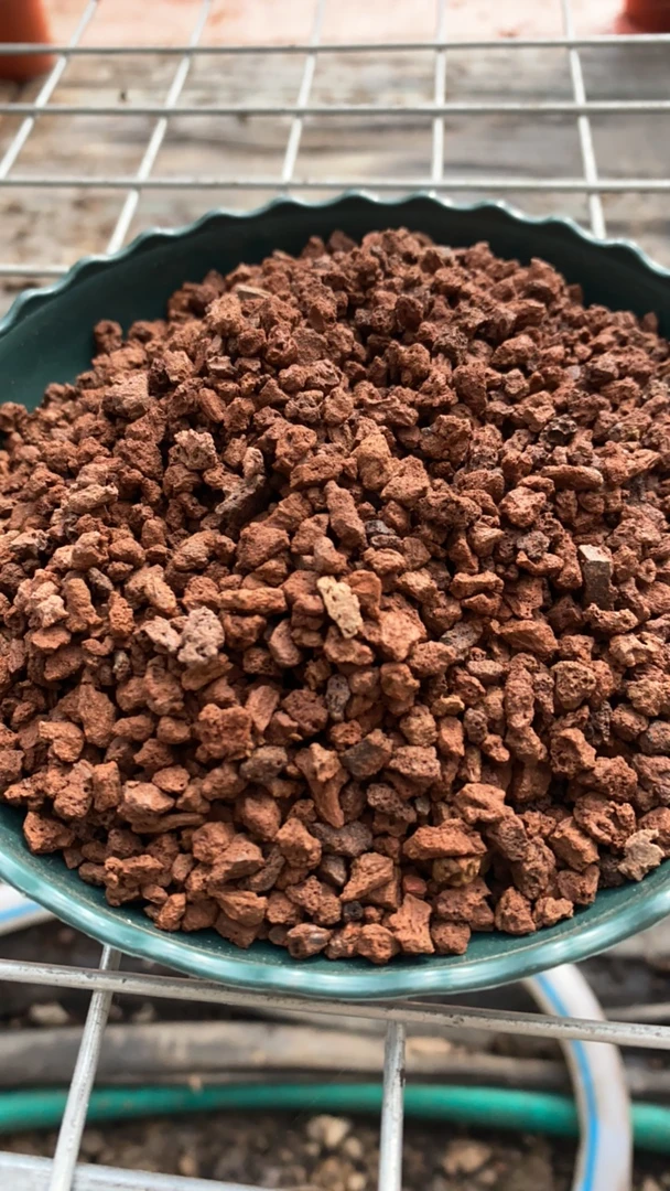 君子兰铺面火山石5斤