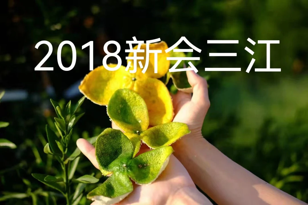 新会陈皮 产地 三江  2018年