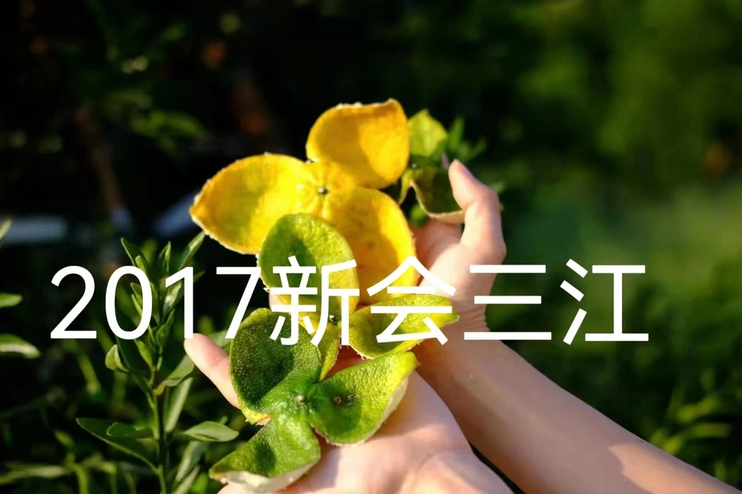新会陈皮 产地 三江  2017年