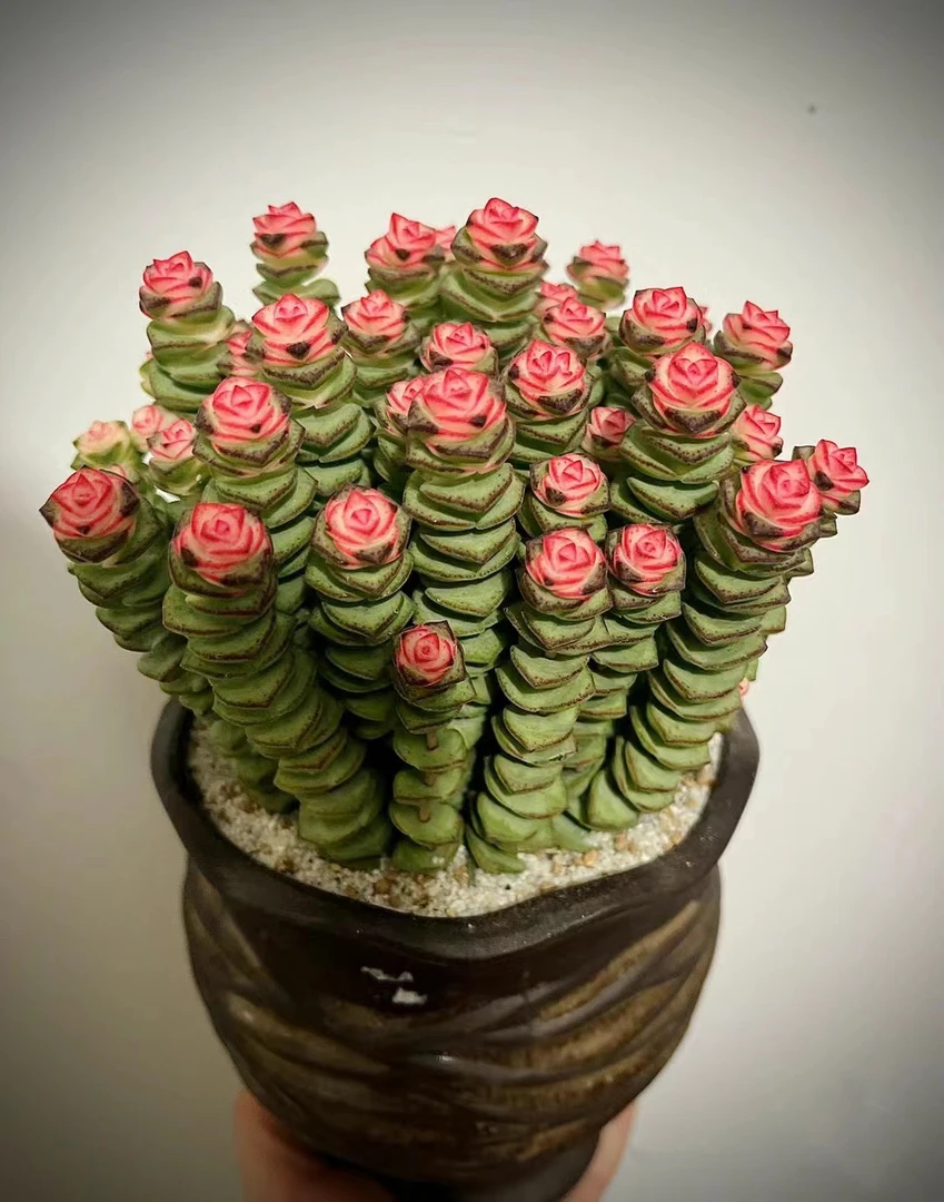 【精品钱串串】多肉植物外观优美带盆带土栽好种好寓意好值得入手