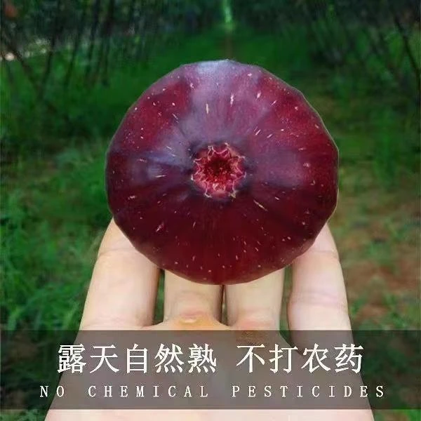 【自有产地】卡美坡无花果3斤当天采摘品质保证当天发
