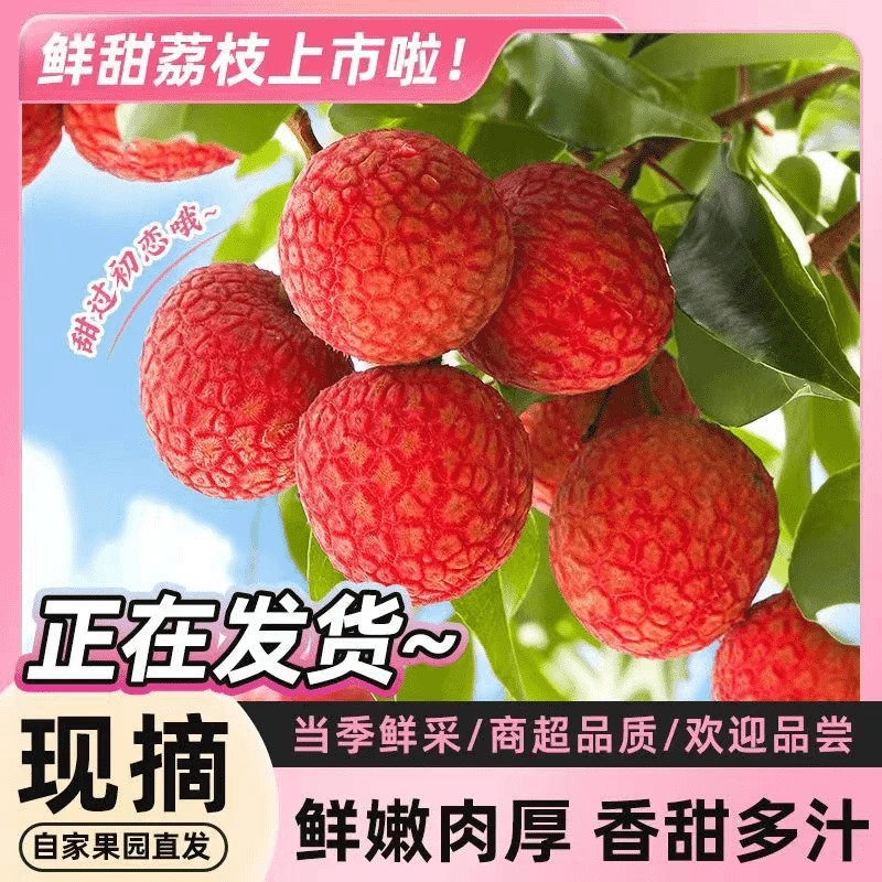 【顺丰冷链】正宗高州根子白糖罂荔枝新鲜现货现发产地直发水果H