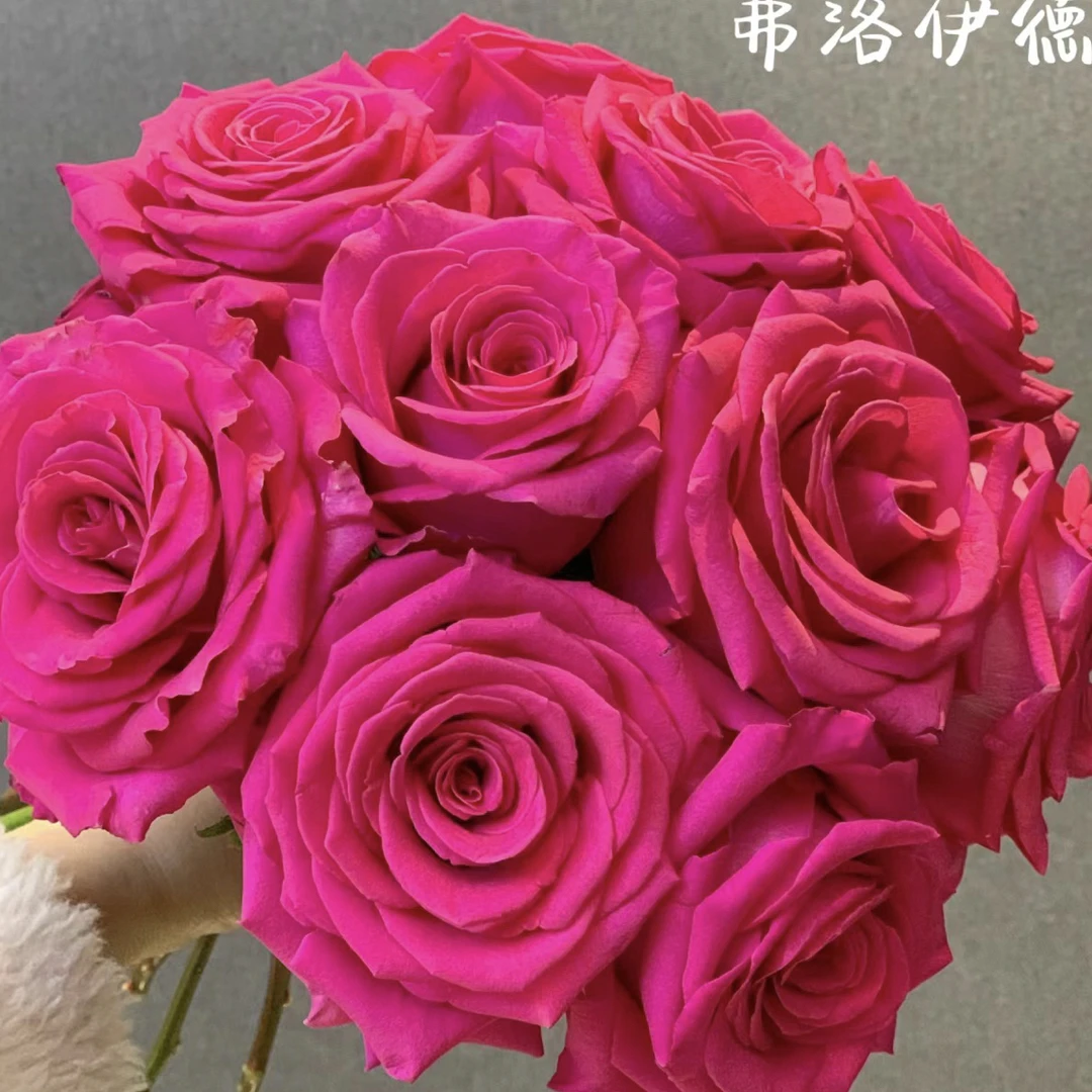 弗洛伊德 月季花 抗病耐热耐开 根接苗 原盆原土发货