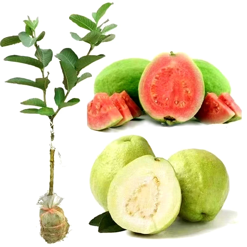 番石榴树苗红宝石奶油芭乐苗优质新品胭脂红四季结果红心白心芭乐