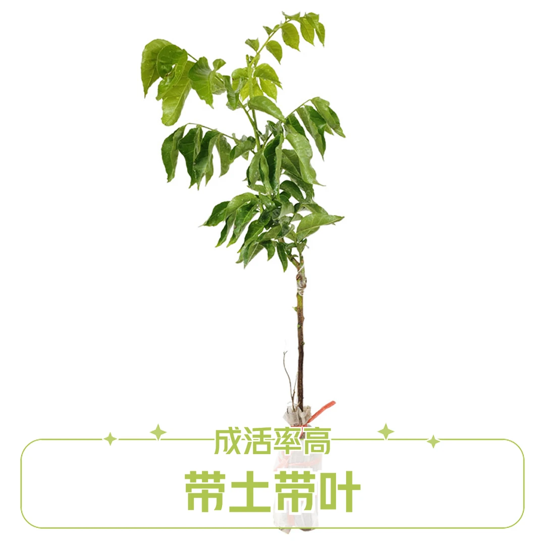 黄皮树苗嫁接大鸡心黄皮贵妃黄皮黑皮紫肉黄皮树带土带叶果树苗