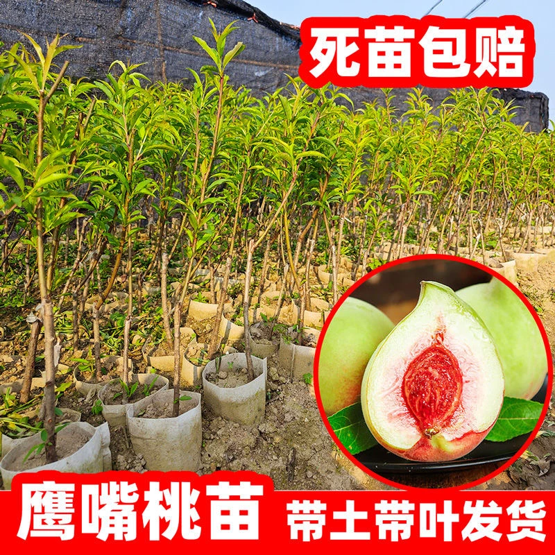 鹰嘴桃果榴莲苗正宗嫁接观赏果树苗盆地栽南北方种植j栽培果树