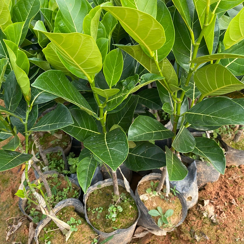菠萝蜜树苗嫁接木黄肉马来1号泰8泰12号干苞带土叶种植七夕浪漫礼