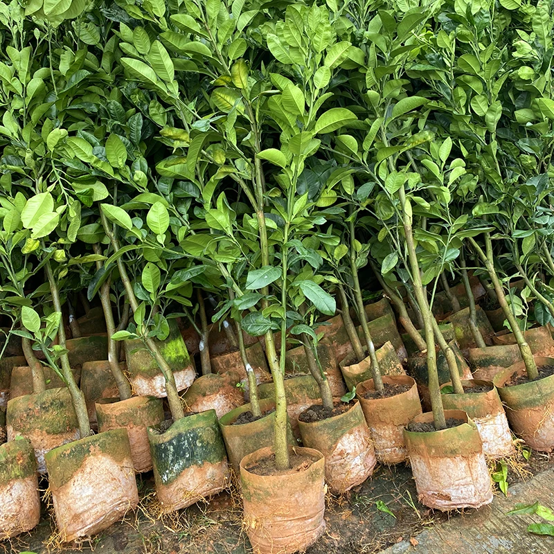 红宝石青柚果苗嫁接新品种青皮红心柚子青皮柚带土发货四季种植