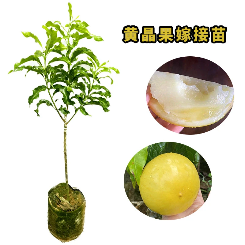 黄晶果嫁接苗黄宝石多季开花挂果果大超甜美植袋培育原土原杯发货