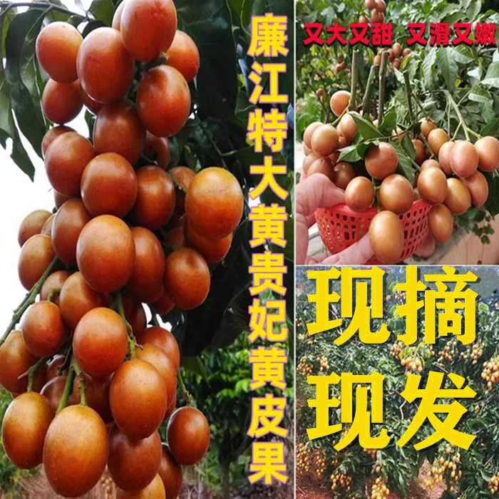广东湛江特产新鲜带叶现摘当季特大金贵妃黄皮果酸甜爽口水果清甜