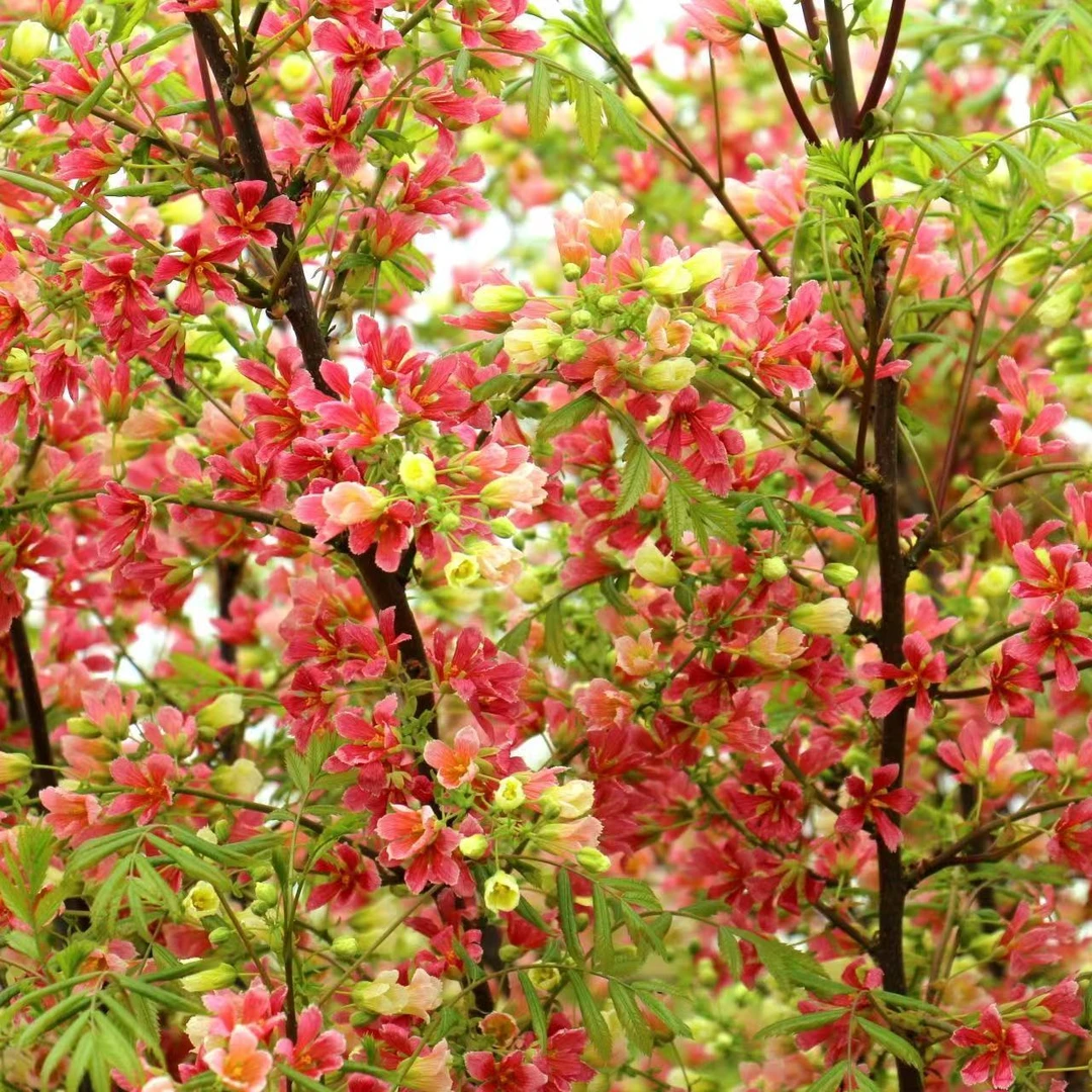 五彩渐变红花白花文冠果无忧子无患子盆栽观赏佳品
