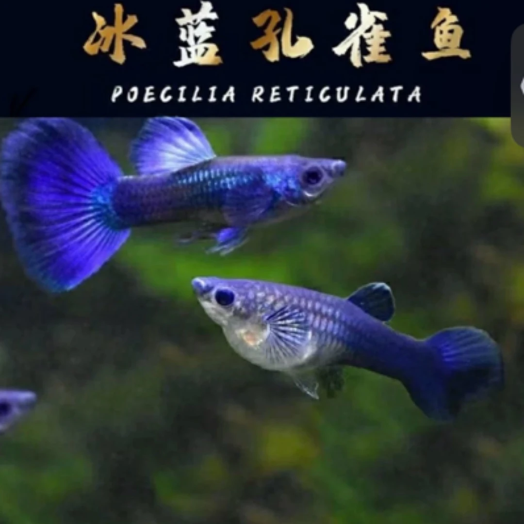 小冰蓝观赏孔雀鱼好养耐活新手繁殖必备的小型热带观赏鱼