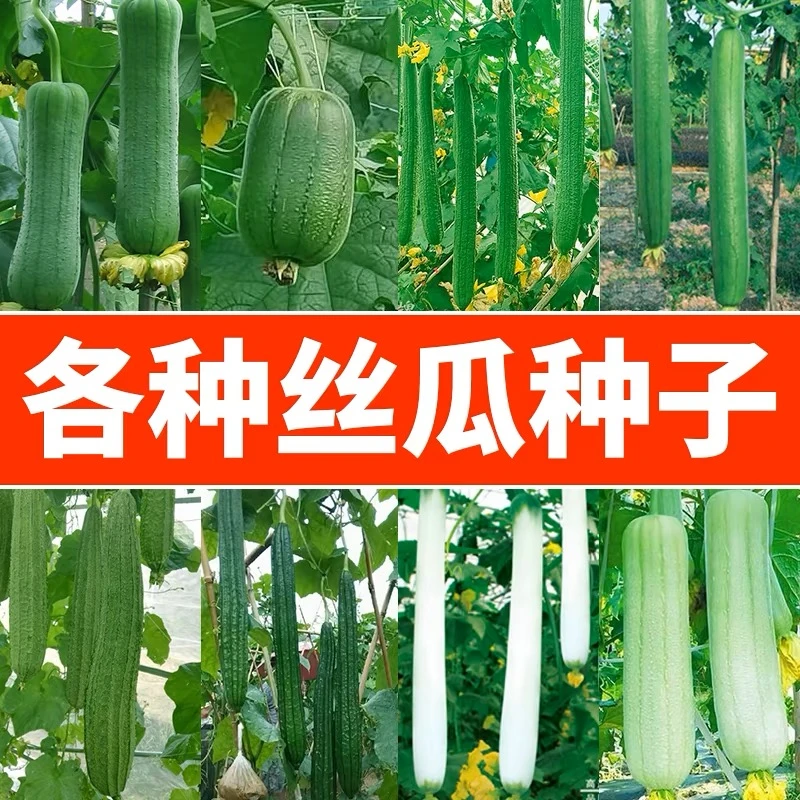 长香丝瓜种子香嫩高产早熟耐热抗寒南北方长线水丝瓜菜种籽