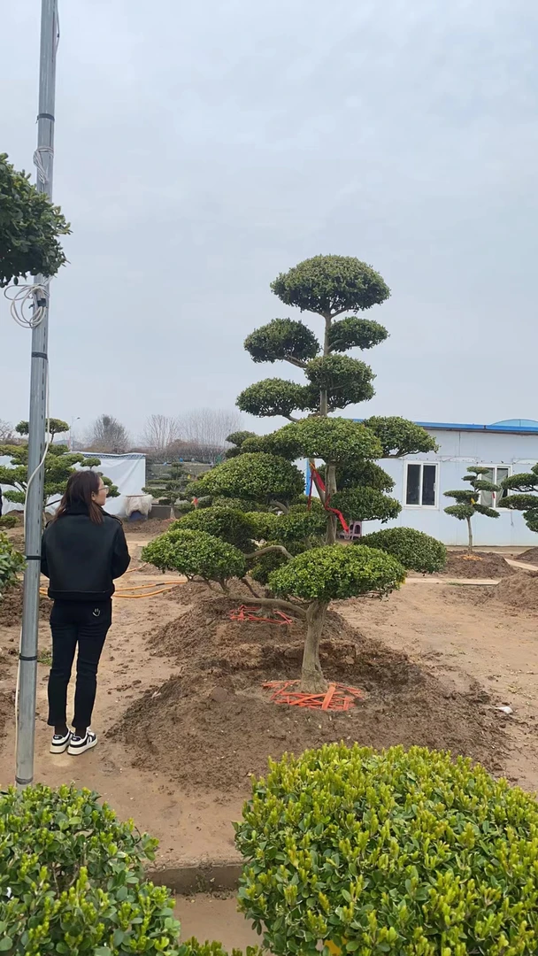 小叶瓜子黄杨苗园林绿化南方北方种植盆景别墅庭院盆景四季不落叶
