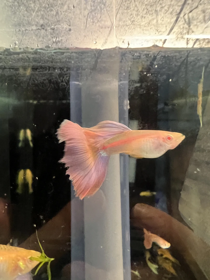 墨紫白子金粉孔雀鱼