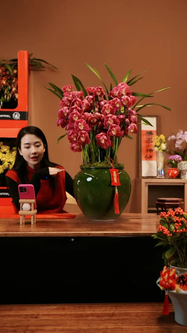 【闪购商品】浅红拱兰 绿