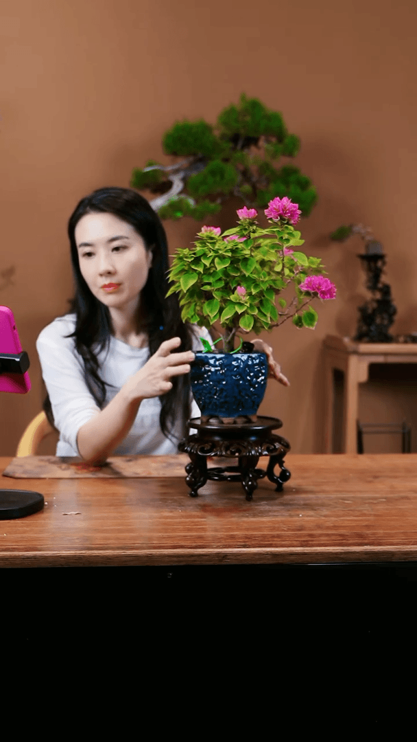 【闪购商品】小桃红
