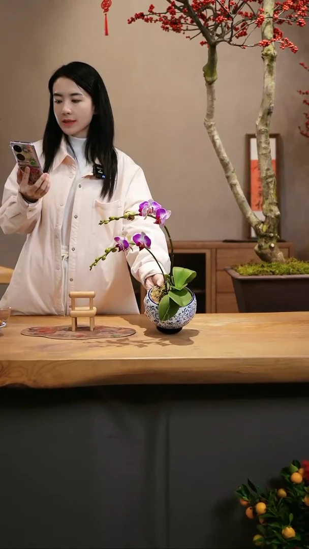 【闪购商品】蝴蝶兰 天堂鸟