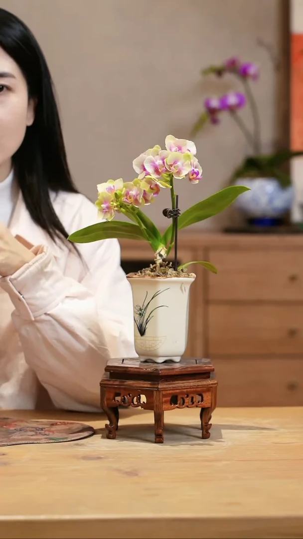 【闪购商品】蝴蝶兰 小橘子 黄