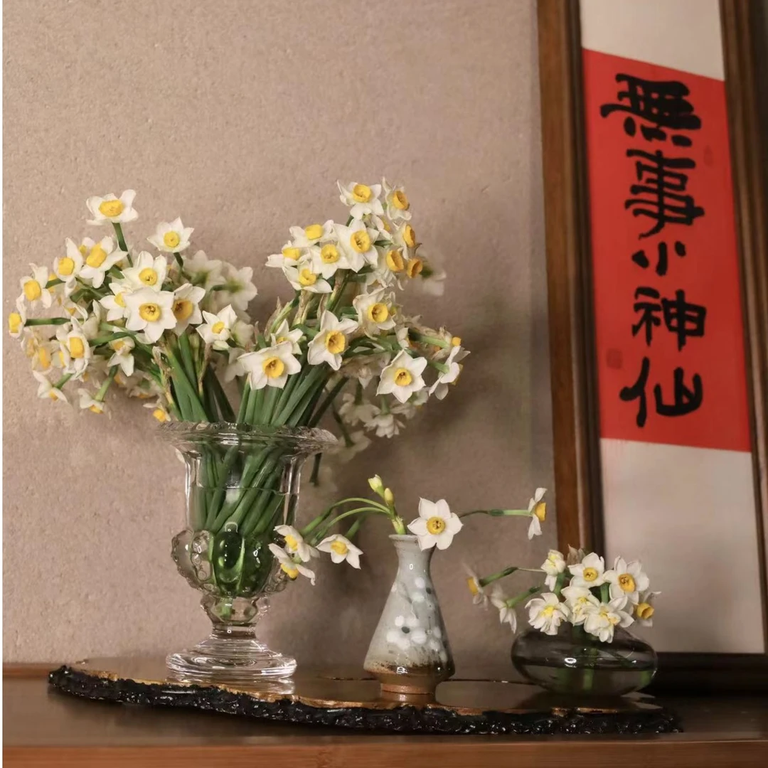 【美美精选】水仙花 鲜切 茶桌 茶台小摆件 插水即开 盆景