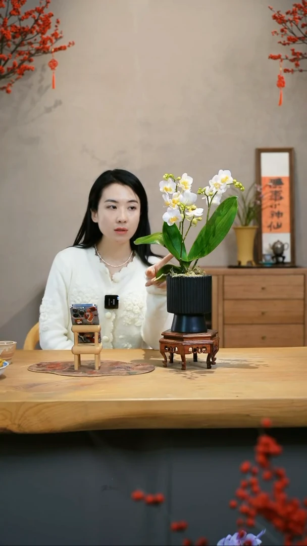 【闪购商品】甜水仙 蝴蝶兰