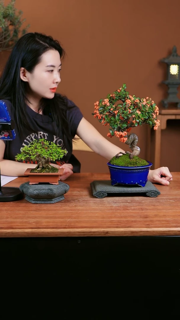 【闪购商品】盆景火棘