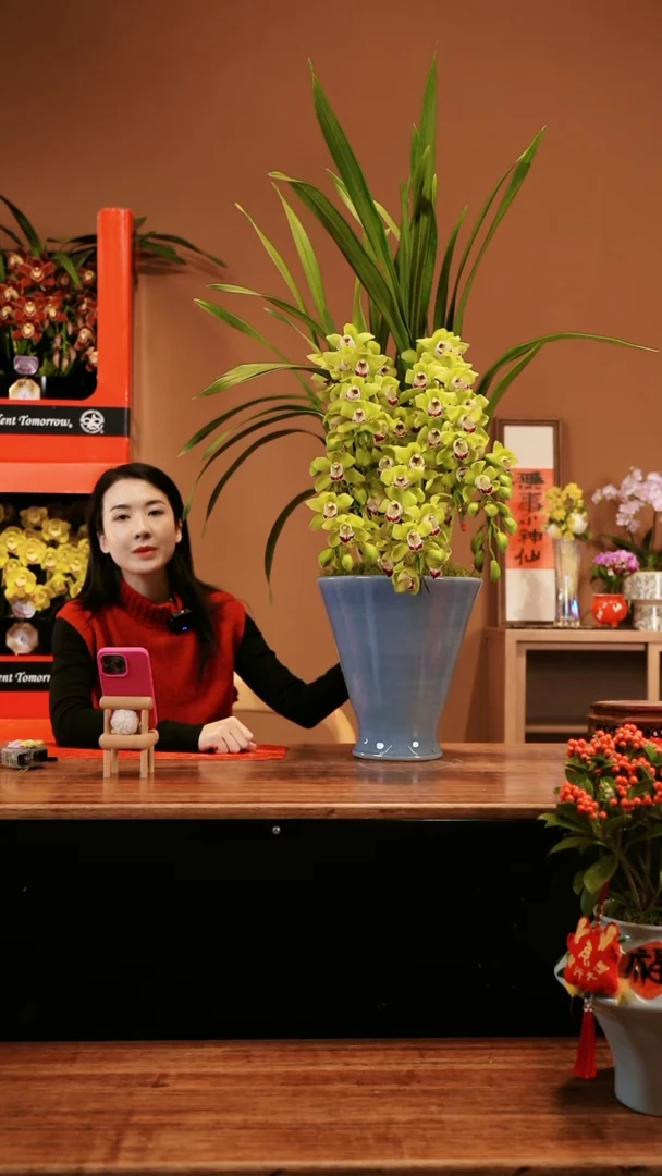 【闪购商品】绿精灵 拱兰