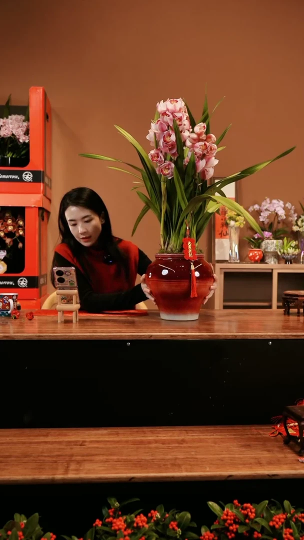 【闪购商品】小福星 蕙兰