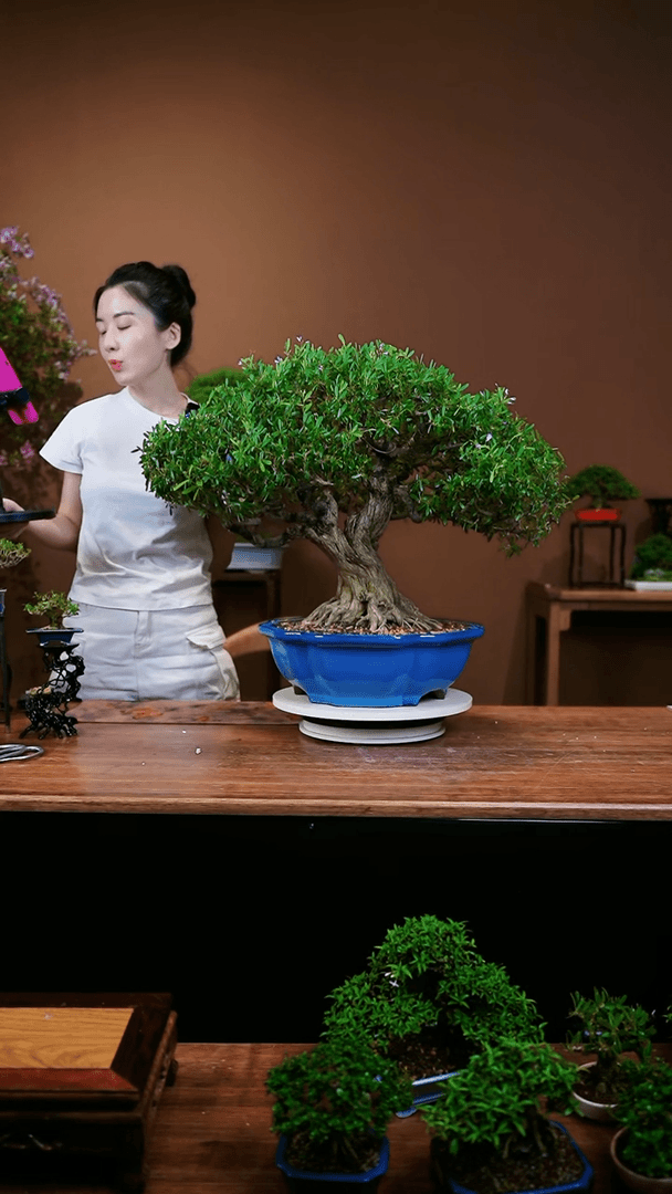 【闪购商品】紫美人