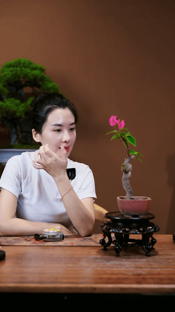 【闪购商品】四季红三角梅