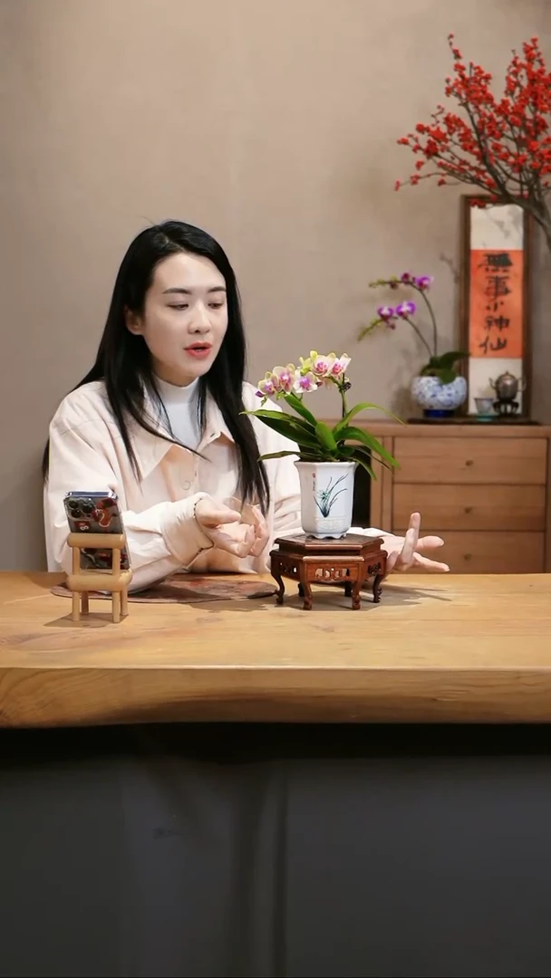 【闪购商品】蝴蝶兰 小橘子 白