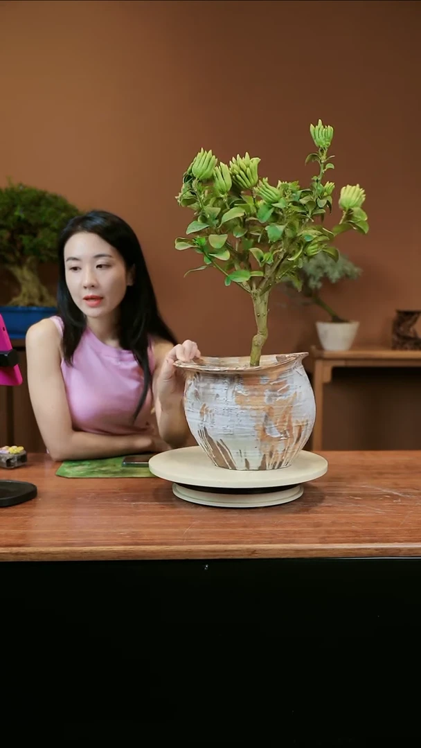 【闪购商品】盆景佛手