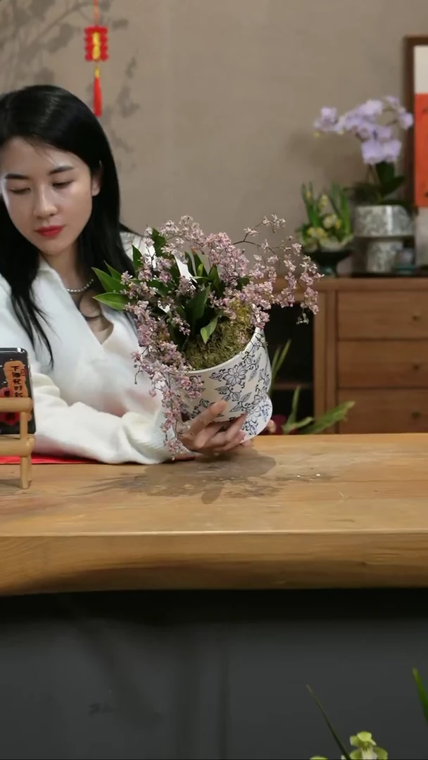 【闪购商品】红梦香 青花