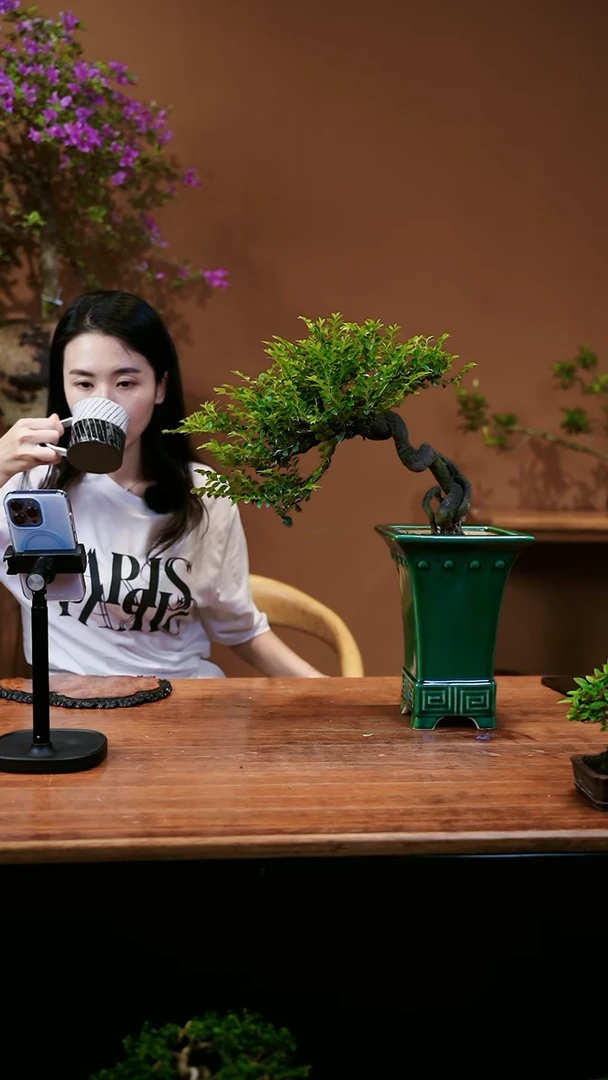【闪购商品】盆景黑骨茶