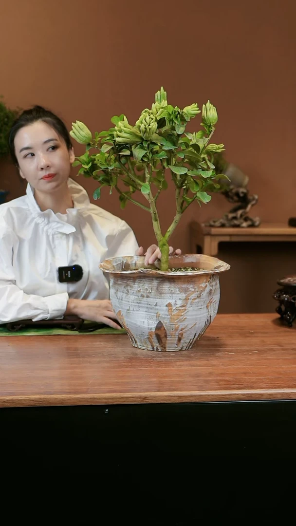 【闪购商品】盆景佛手