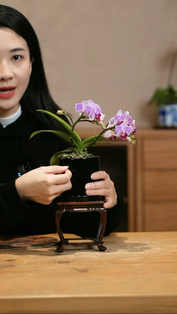 【闪购商品】小美人蝴蝶兰