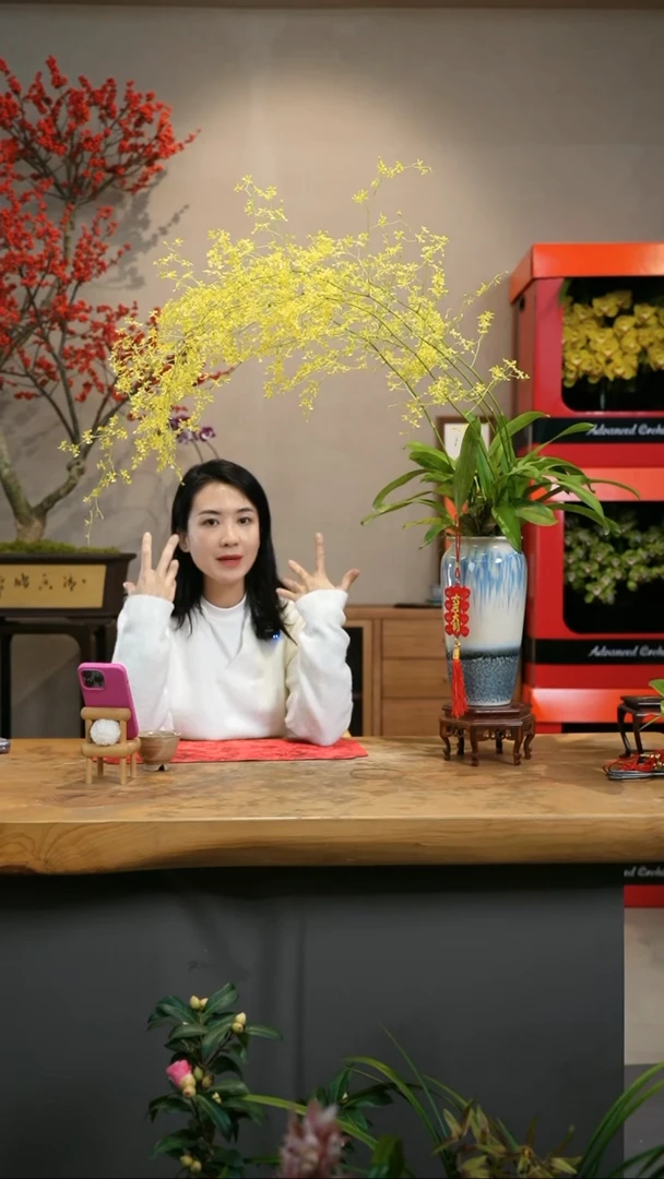 【闪购商品】满天星 渐变蓝